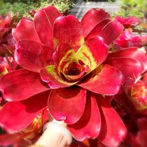 N Stagnant water pinewood Pineapple Flame ring Small and medium variety Spiral Leaf Stagnant Water Rainforest Plant built around 25cm