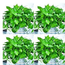 Green Luo Green Luo potted plant indoor formaldehyde absorption purification air hydroponic plant green flower Flower chlorophyte big green basket