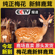 Sika deer fresh antler fresh blood soaked in wine whole antler with Chinese medicinal materials wax slices complete dried antlers