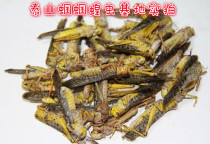 Locusts Grasshoppers Fresh Locusts Fresh live Grasshoppers High Temperature Transient Sterilization Mother Worm with seed Worms Have Meat