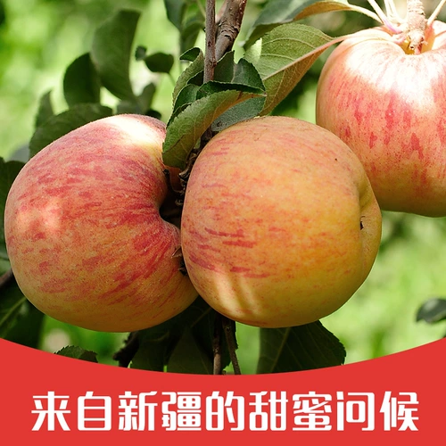 [新疆阿克苏冰糖心苹果净重5斤8斤大果丑红富士当季应季新鲜水果]