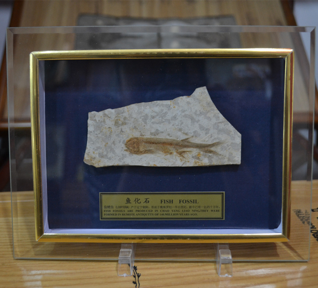 Liaoxi Chaoyang Special Produced Paleogeneous Fish Panel Glass Frame Fixture Frame Gifts