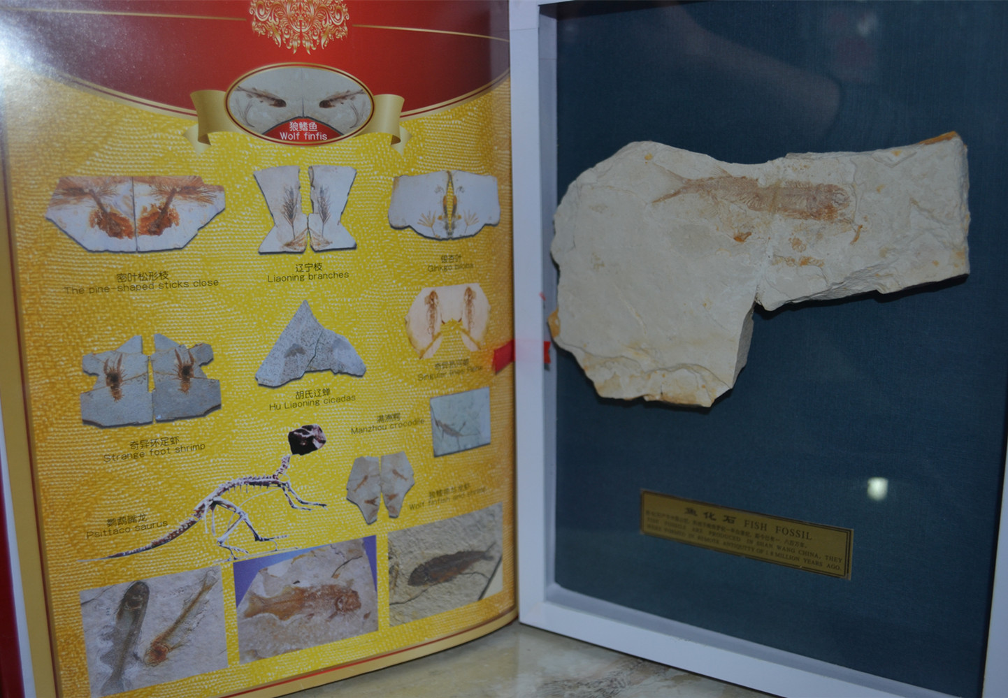 Boutique Liaoxi Chaoyang paleontological fish fossil veneer fish fossil with color page introduction book gift gift box popular science