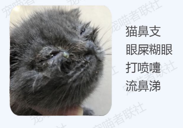 Thuốc nhỏ mắt mèo, mũi lạnh, virus herpes simplex, thuốc nhỏ nước, mắt, mèo, chó, chống viêm nói chung, viêm kết mạc, hắt hơi - Thuốc nhỏ mắt thuốc nhỏ mắt cho chó poodle