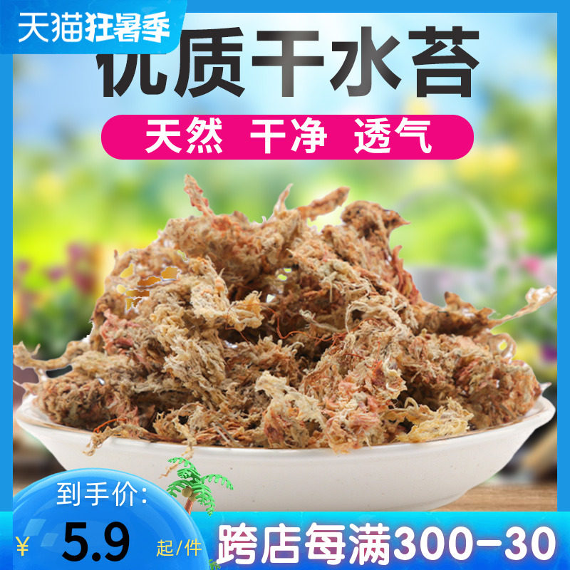 Chilean water moss imported dry moss dry water Tweed butternut special earth orchid native turtle hibernating intellectual studs