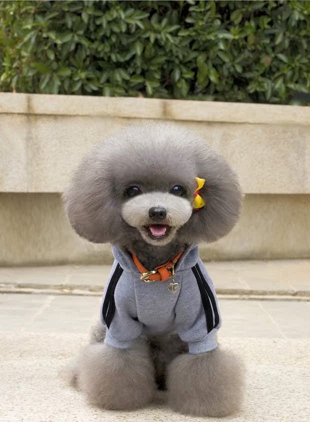 Quần áo chó con, Golden Retriever, Simobig, Silver Fox, Puppy, mùa thu và mùa đông, Bago, Husky, áo len, trang phục mèo - Quần áo & phụ kiện thú cưng áo của chó