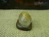 Snail desert lacquered bean old skin shape natural stone collection Alxa Gobi agate raw stone D