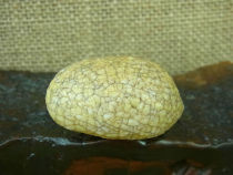 Fine turtle open agate shape natural stone collection Alxa Gobi agate raw stone J