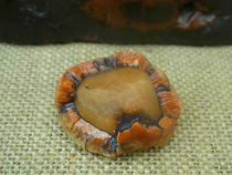 Fruit old skin desert paint shape natural stone collection Alxa Gobi agate raw stone J