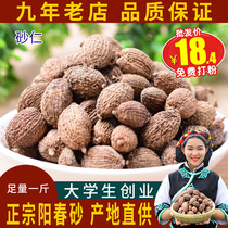 Sulfur-free wild spring sand kernels 500g Fresh dried fruits Yangchun specialty sand kernels soup steamed meat spring sand kernels
