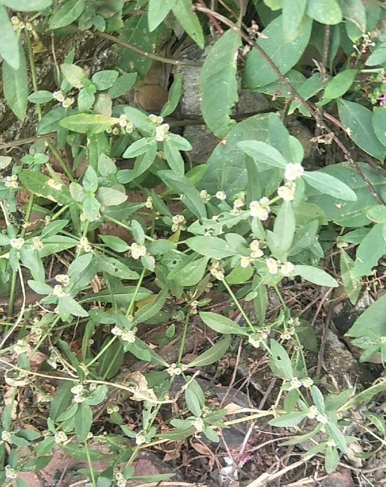 Wild fresh lotus seed Grass Shrimp Fishes White Flower Paparazzi with water biathula Chinese herbal medicine 500 gr