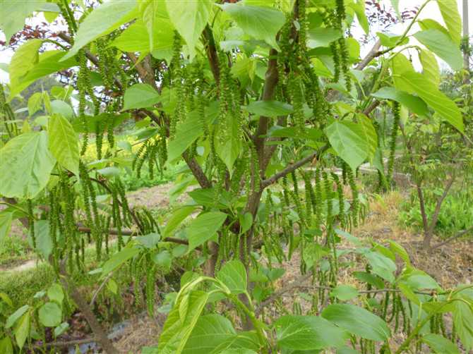 Taiwan's four - season long fruit - leaf is now picked 500g of long fruit - mulberry leaf