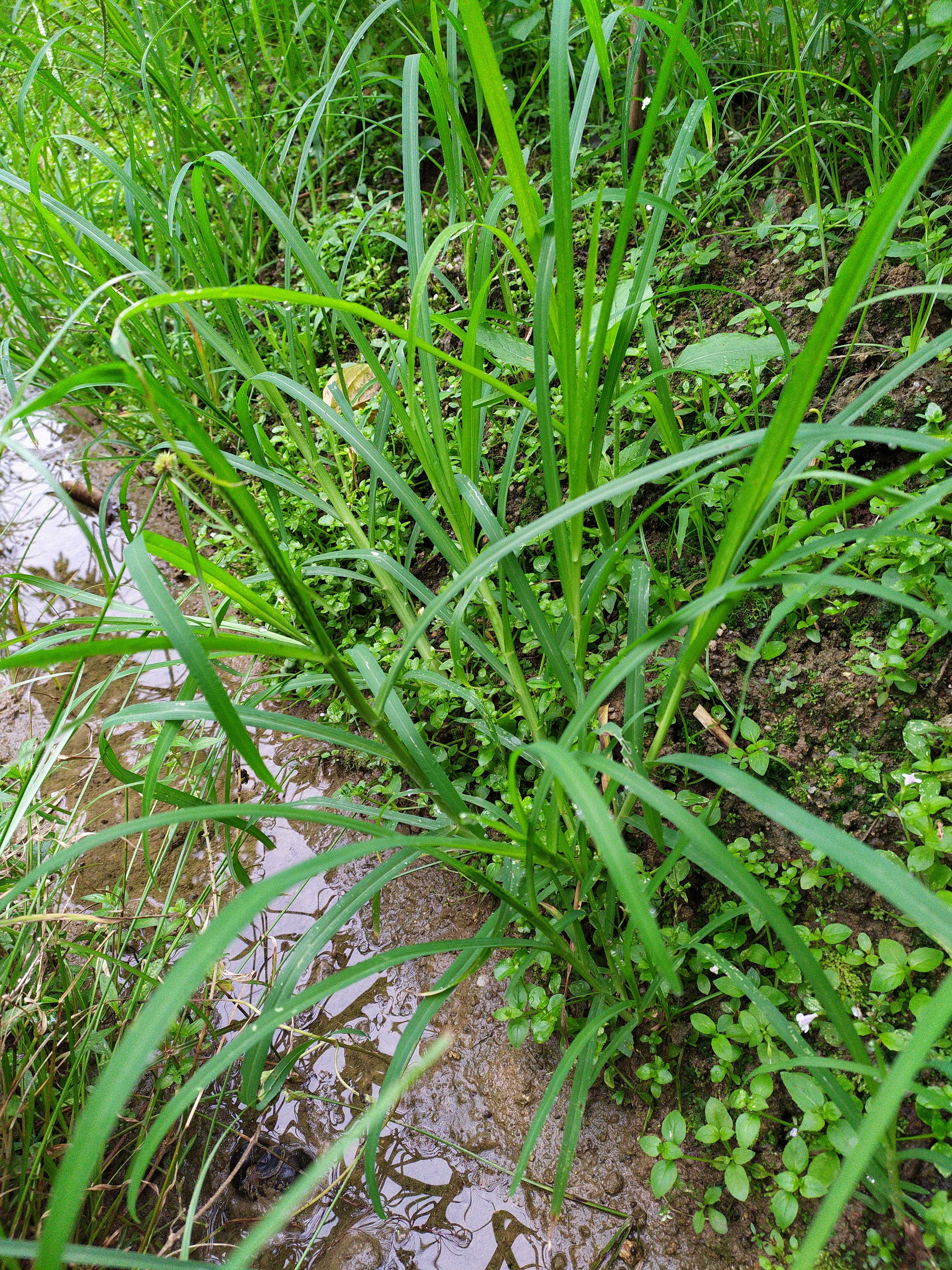 Fresh bulb grass 500g of bullish grass thousands of pedal grass cricket grass