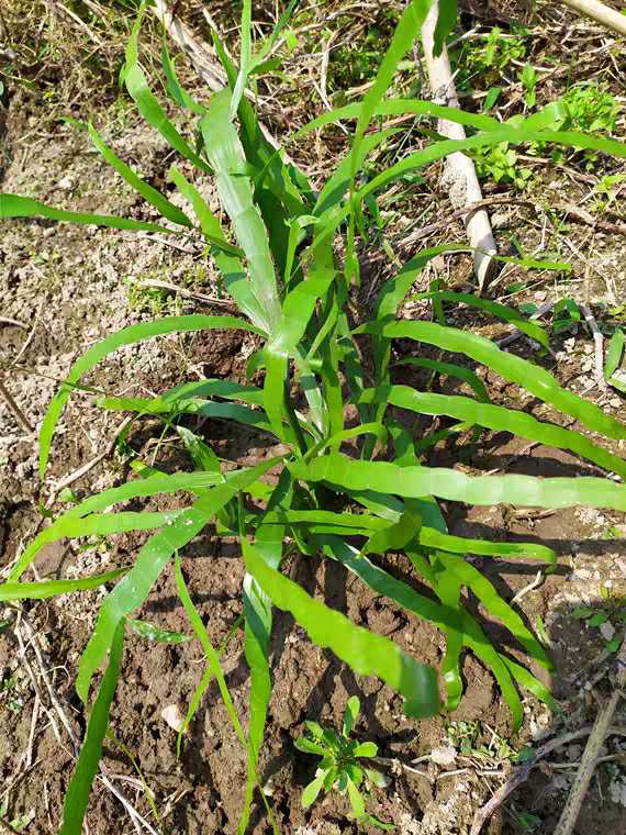 Chinese Herbal Medicine Farmhouse Fresh Flying Day Centipede of Grass Bamboo Festival Sprout and Grass Flying Sky Centipede 250 gr Fresh Pine