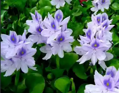 Wild Water Hyacinth Aquatic plant Hydroponic potted Water Hu Lu Hyacinth Blue water floating lotus 15 promotion