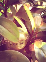 HXL Freckles Whitening Day Cream Late Cream Base Cream Single Pat