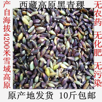 Tibetan plateau specialty black highland barley rice produced from altitude 4200 meters altitude original origin delivery no pesticide no fertilizer