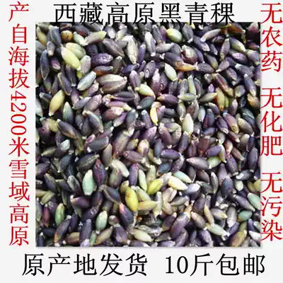 Tibetan plateau specialty black highland barley rice produced from altitude 4200 meters altitude original origin delivery no pesticide no fertilizer
