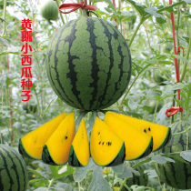 Early-maturing and high-yielding yellow flesh gifts Small watermelon seeds Early spring Red Jade seeds 8424 unicorn melon seeds