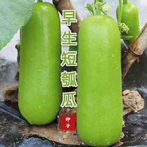 Short Gourds 1 Gourds Melon Seeds high yield Qingxiang Short Pmelon seed Early-cooked Premature Raw Vegetable Gourd Vegetable Seed