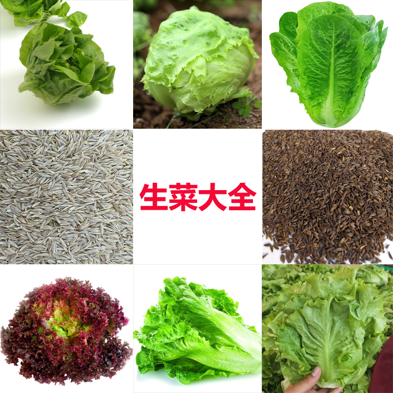 Cream Italy resistant to Tweed Purple Leaf Glass Speed Raw Lettule Seed Potted Balcony All Season Seeds Vegetable Seed