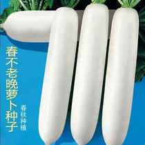 Extra-large Nine Jin Wang White Radish Seed Spring Not Old South Bank Turnip Seeds All Season Fruits Radish Seed