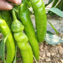 Premature fruit-type pepper pepper seed pepper pepper pepper seed pepper seed pepper seed with high yield vegetables in four seasons