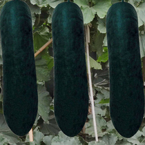 Black Leather Winter Melon Seed Guangdong Extra-large Shell Type High-yield Winter Melon Seed giant Four Seasons Vegetable Seed spring