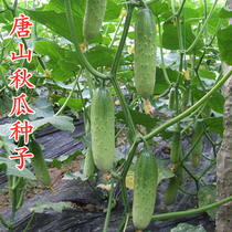 Tangshan Autumn Melon Seeds High Yield Drought Cucumber Seed Heat Resistance Disease Resistance Fruits Cucumber Spring Autumn Seasons Vegetable Seed