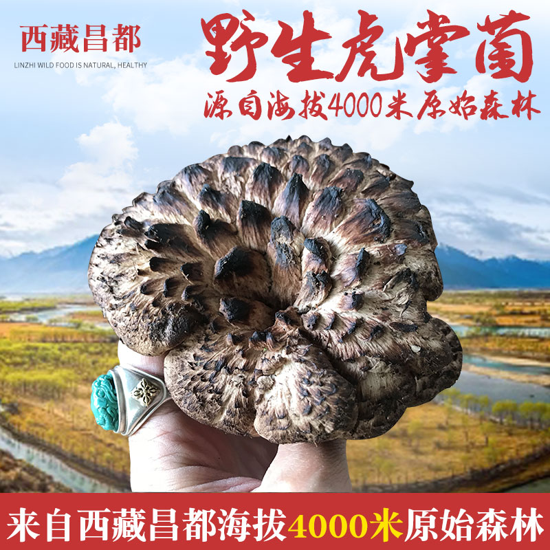 Tibetan wild tiger palm bacteria Changdu 4000 meters in altitude, wild chanson bacteria black tiger palm bacteria dry goods 250 gr