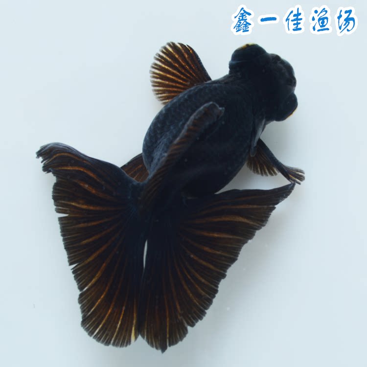 black butterfly goldfish