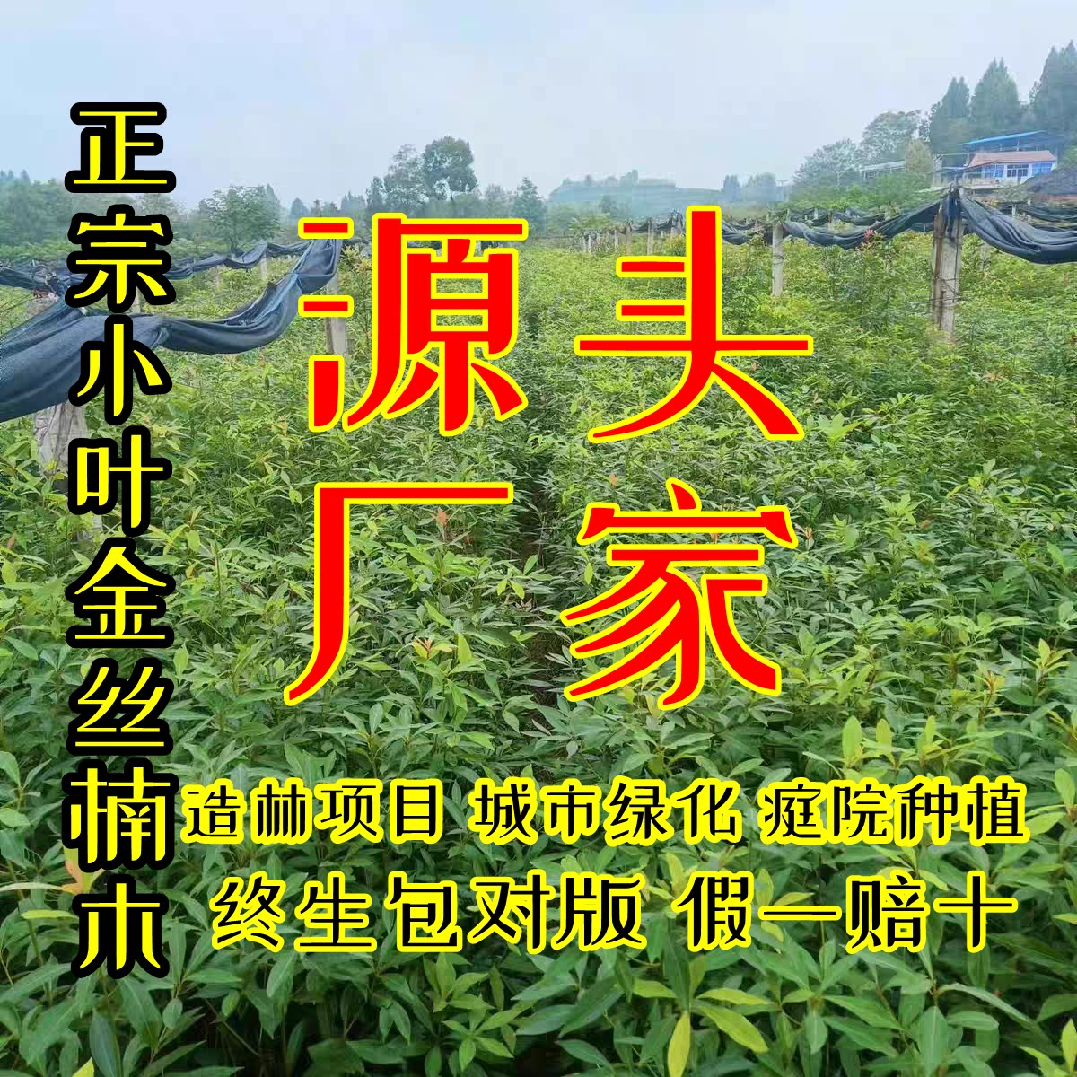 武胜县青青苗木场