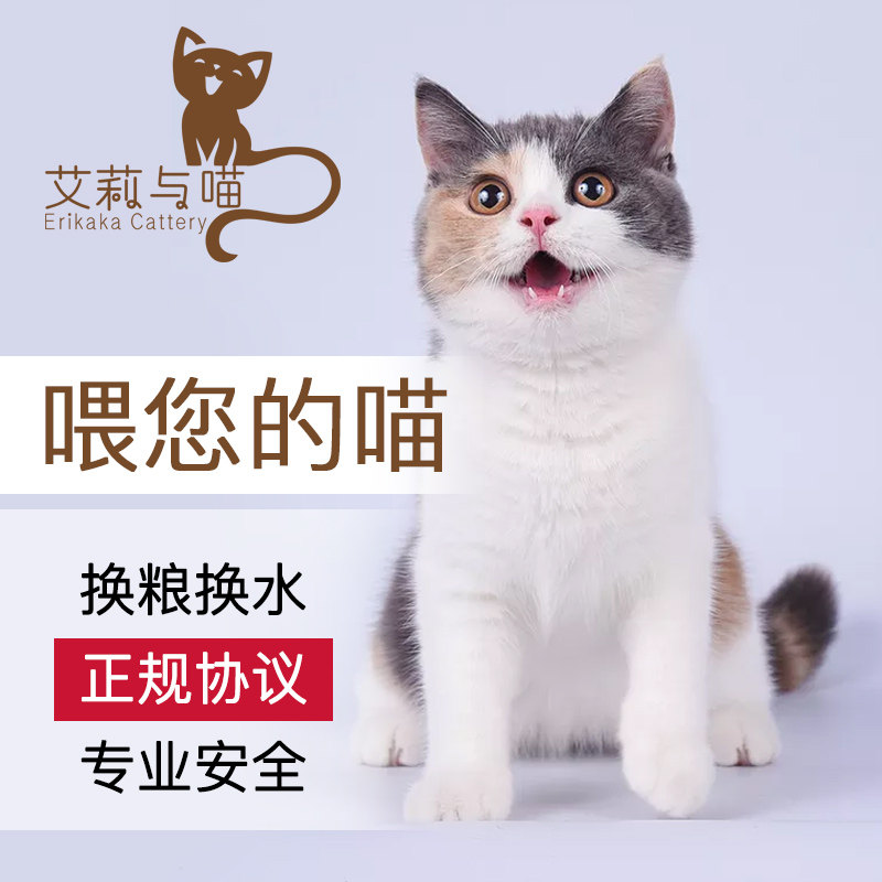 Shenzhen area door-to-door feeding cat Mid-Autumn Festival National Day holiday door-to-door shoveling pet door-to-door service family-style foster care