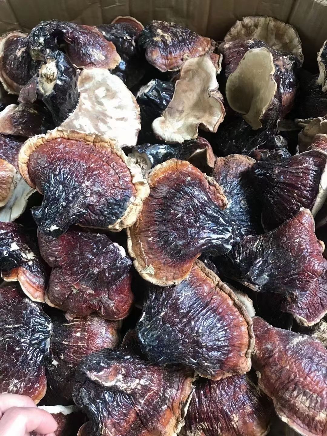 Wild Raw White Lingzhi Zhengzong Changbai Mountain White Heart Lucid Glossy Pure White Meat Lingzhi Lucid Lucid lucid lucid lucid lucid lucid lucid lucid lucid lucid soup-Taobao