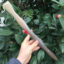 Pure natural white buffalo horn lengthy and large itching