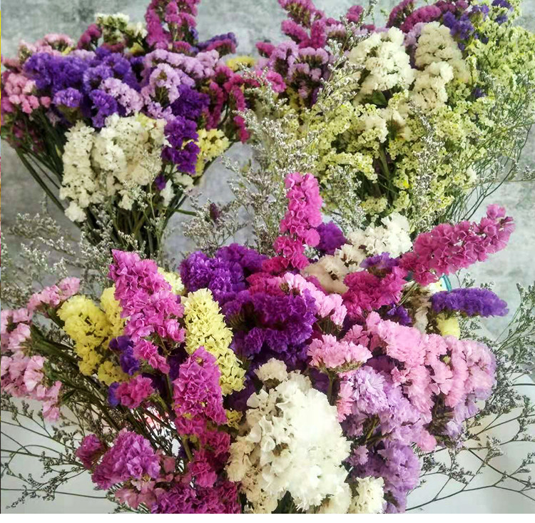 云南勿忘我干花花束 图1
