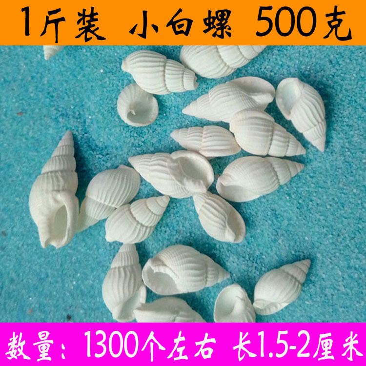Natural small sea snail shell rice snail white rice snail DIY handmade material to decorate the fish tank floor decoration