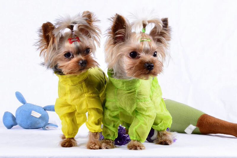 Lightweight Summer Style Meika Teddy Bichon Dog Tailored Sun Protection Clothing Quick-Drying Insect-Proof and Stain-Resistant Clothing