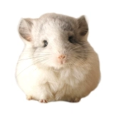 Сеть красный питомец мой сосед Totoro Totoro Live Cubs Торга Серый серебряный розовый розовый розовый уборщик с помощью вакцины