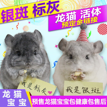 Net red pet Chinchilla Live animal House Small cub Chinchilla live silver-spotted gray vaccinated Domestic rare