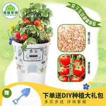 Children Planes small flower farmers Mini potted nursery Flowers Watch Plants Grow Sunflower Seed Strawberries