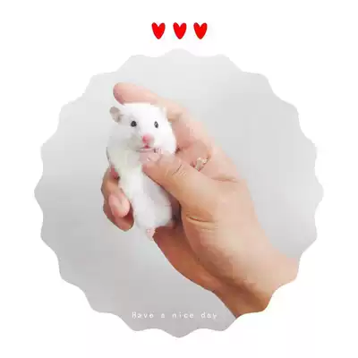 家養短毛白熊黑眼紅眼長毛熊寵物巨型幼年成年稀有倉鼠熊仔活體