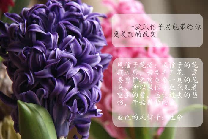 Extension cheveux - Chignon - Ref 247574 Image 13