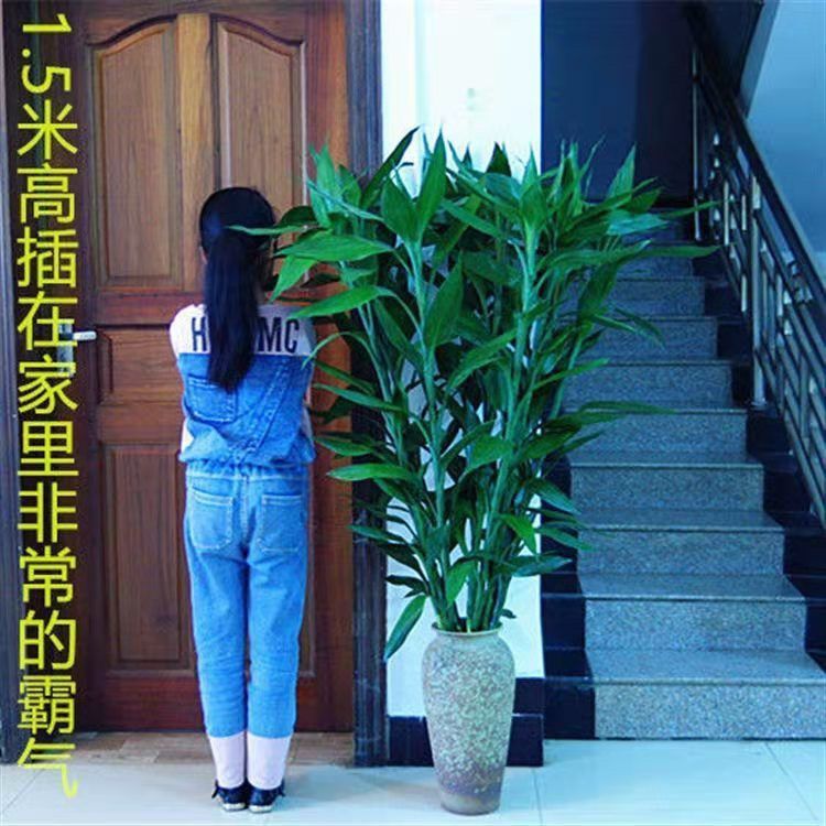 The Lucky Bamboo Plant with Large Thick Leaves Is Easy to Grow Indoors, Purifies the Air, and Is a Hydroponic Green Plant in a Pot