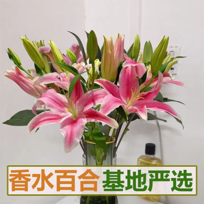 【 Yunnan Perfume Lily 】 Wholesale of fresh flower bouquets from the base in Kunming, Yunnan. Freshly picked direct-grown water-cultivated fresh flowers