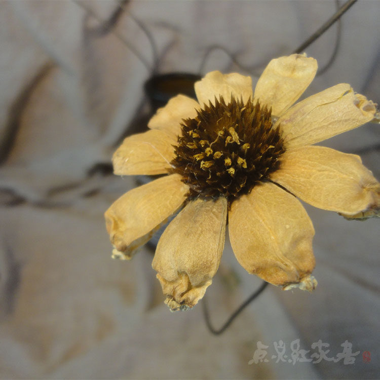 (S homesick chrysanthemum) dry flower all-match decorative flower sunflower