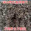 Pingnan High Mountain Wild Houttuynia Herbal Tea Houttuynia Tea folded ear root fishy dried fresh 250g