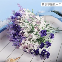 Лаванда случайный