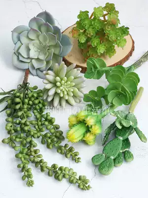 Simulation succulent plant cactus green dry fake flower ins Wall wall hanging indoor home decoration ornaments potted plants