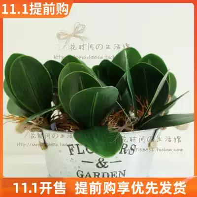 Simulation plant green plant Phalaenopsis leaves over glue hand feel Clivia leaf arrangement accessories factory direct sales